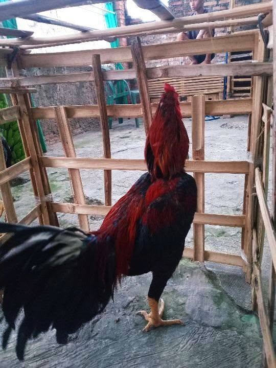 JUAL BU — AYAM BANGKOK SIAPAN, SATSET! 🐓🔥