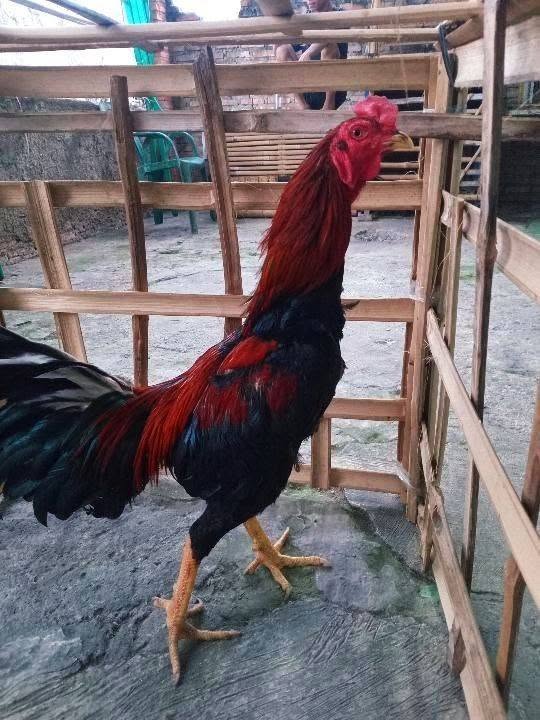 JUAL BU — AYAM BANGKOK SIAPAN, SATSET! 🐓🔥