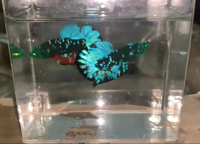 JUAL IKAN CUPANG BIG SIZE – JANTAN SIAP KAWIN! 🔥