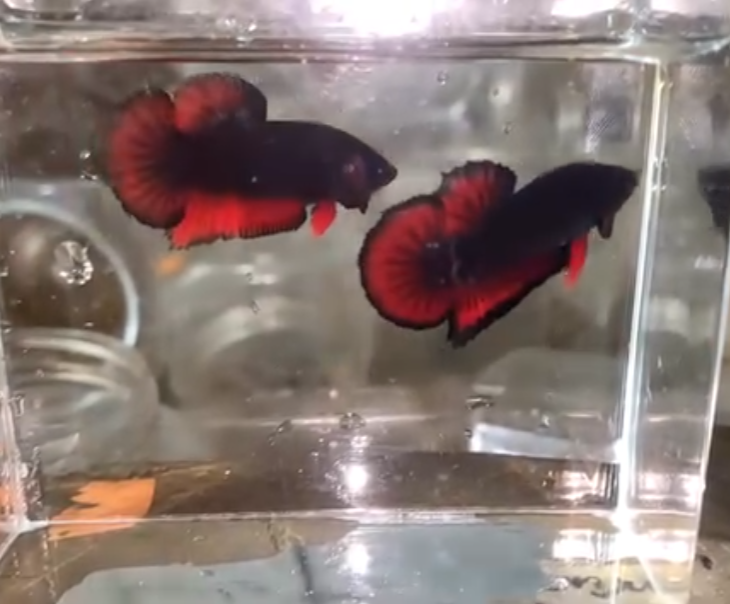 JUAL IKAN CUPANG BIG SIZE – JANTAN SIAP KAWIN! 🔥