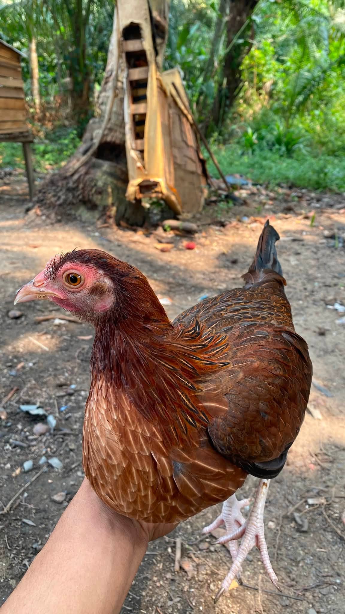Jual Ayam Indukan Usia 4–5 Bulan 🐔🔥