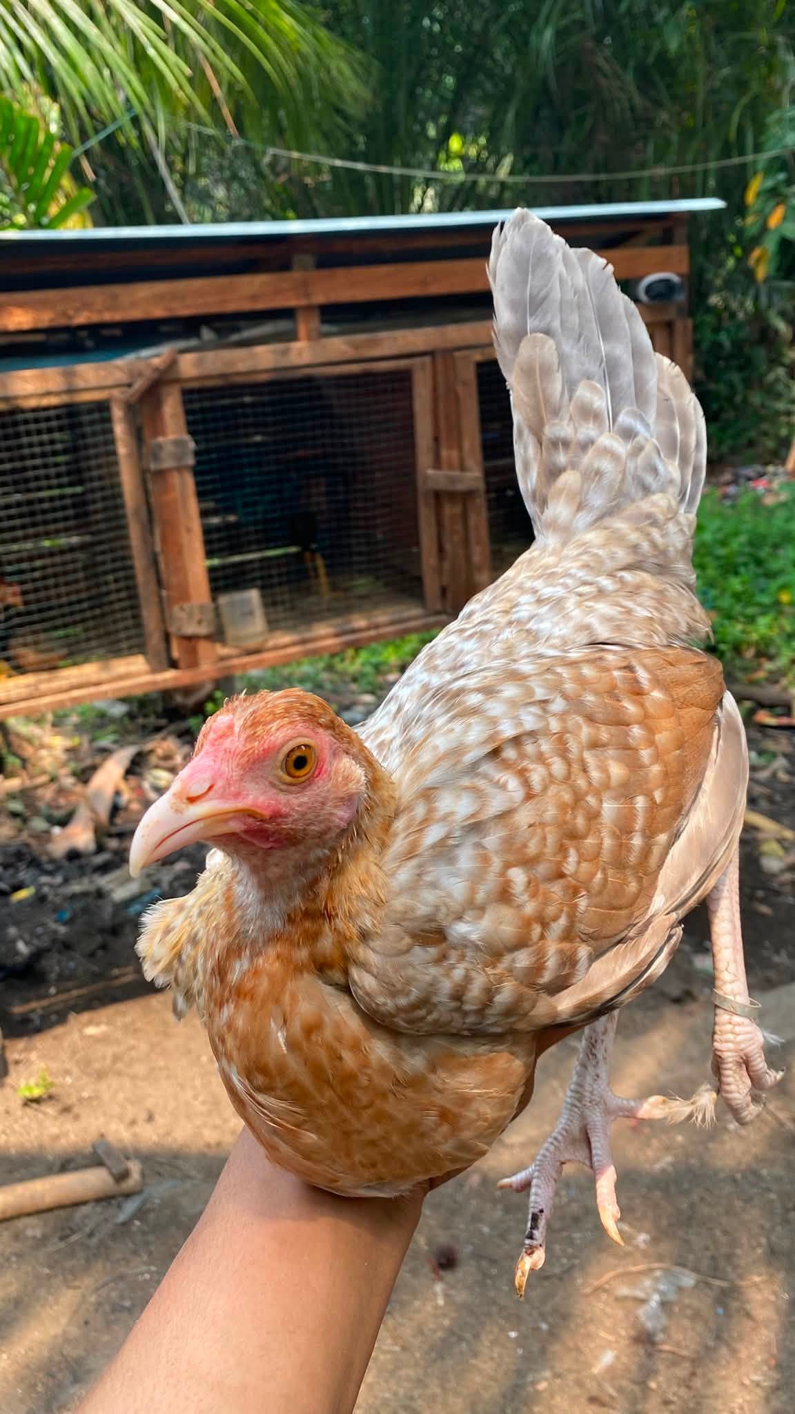Jual Ayam Indukan Usia 4–5 Bulan 🐔🔥