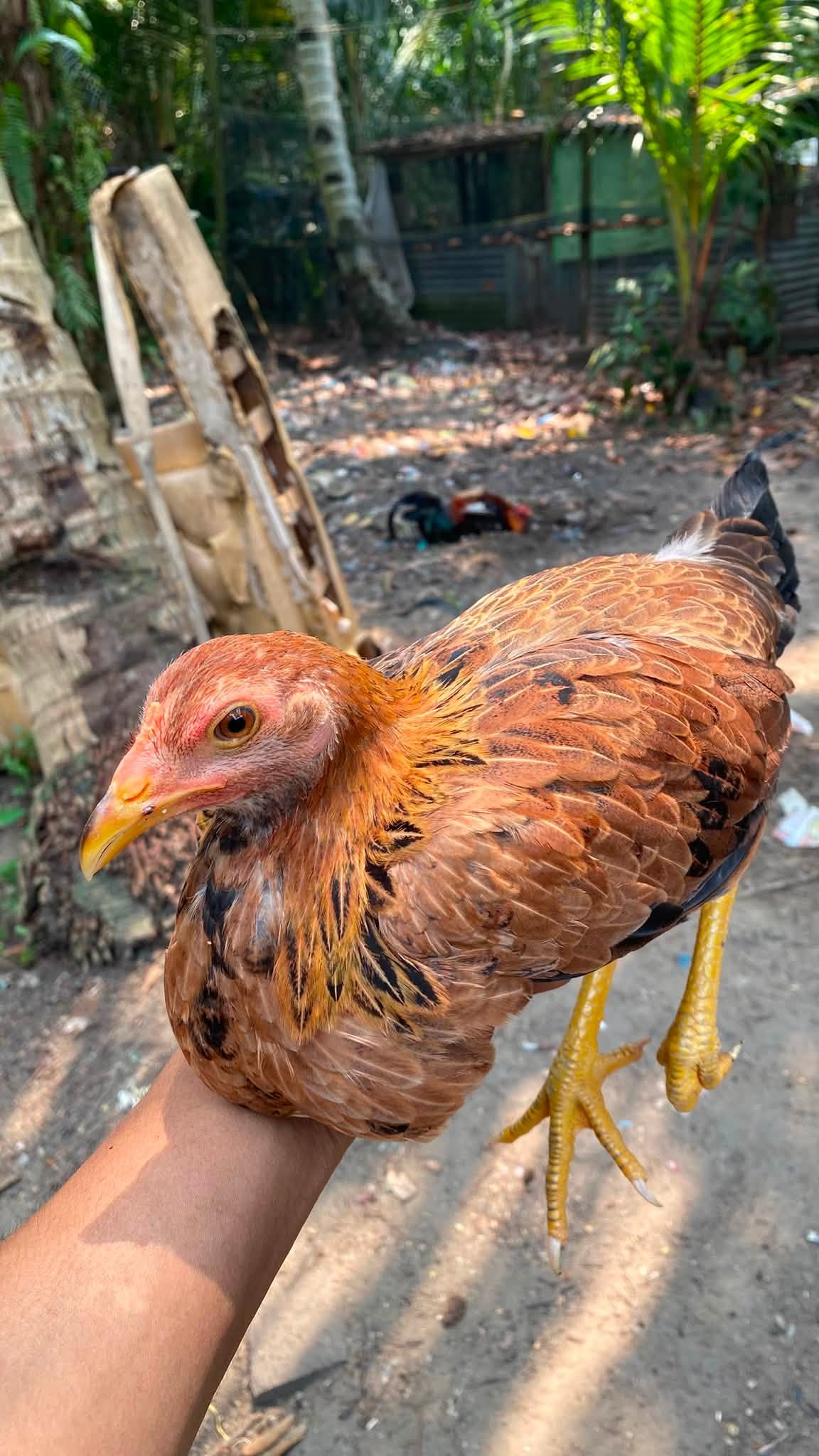 Jual Ayam Indukan Usia 4–5 Bulan 🐔🔥