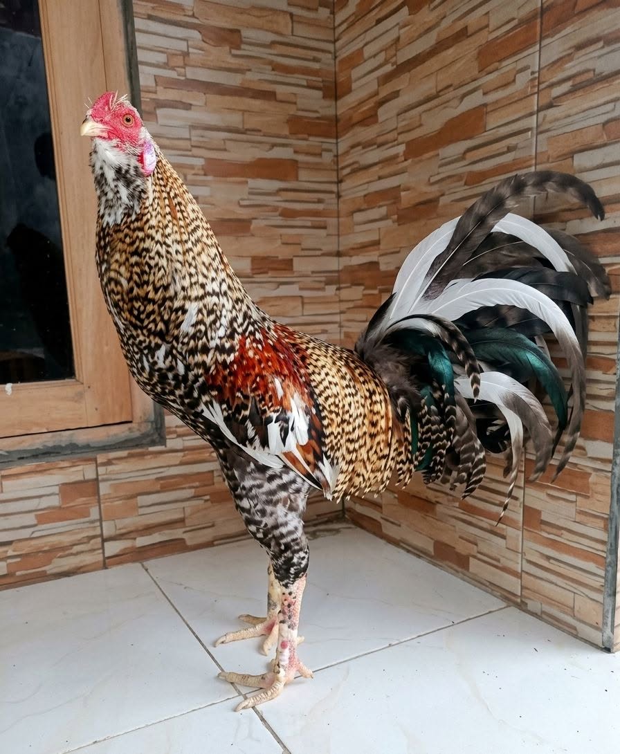 JUAL BELI AYAM SIAP TEMPUR – MATARAM & LINGSAR 🐔