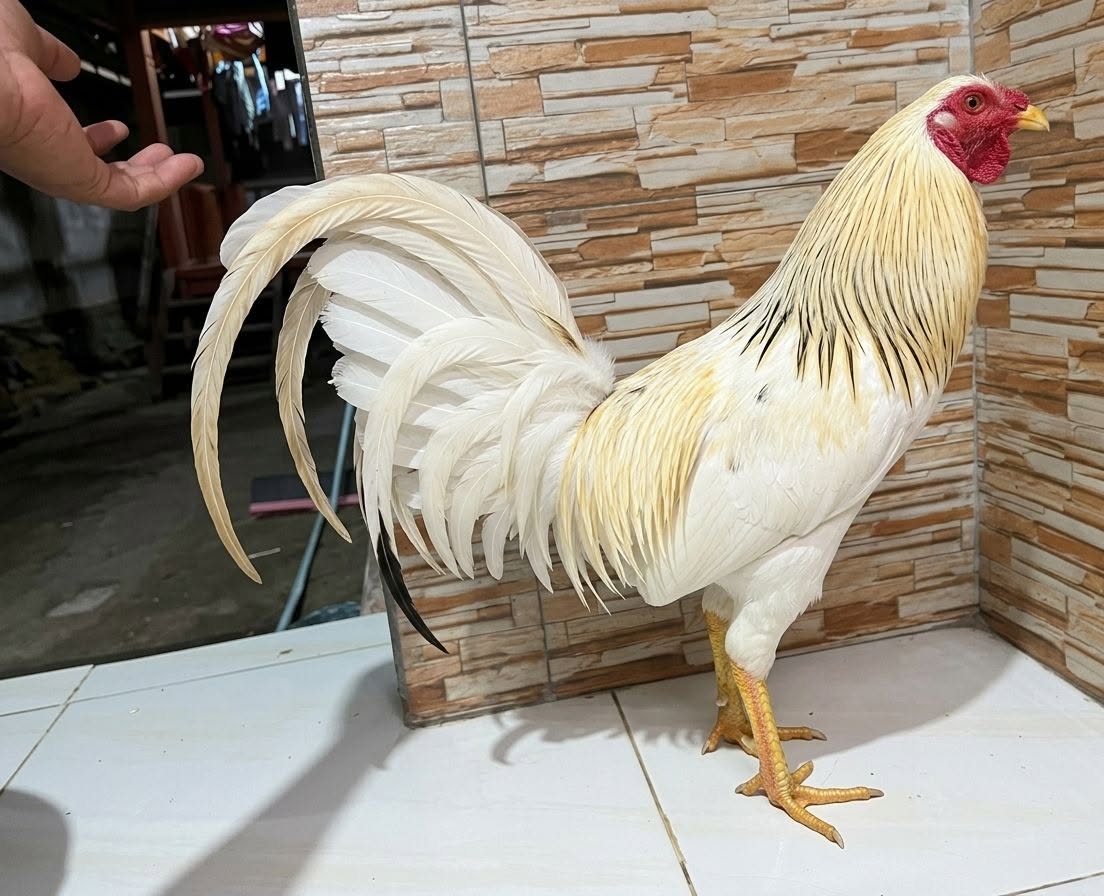 JUAL BELI AYAM SIAP TEMPUR – MATARAM & LINGSAR 🐔