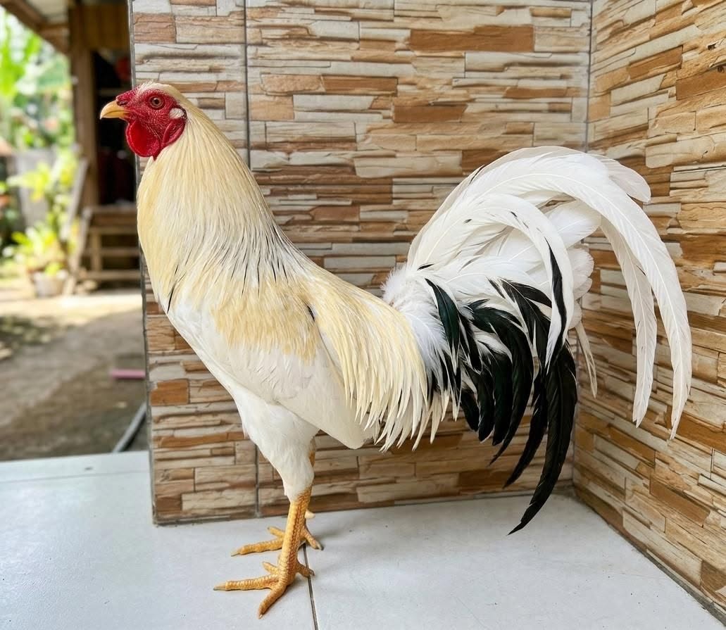 JUAL BELI AYAM SIAP TEMPUR – MATARAM & LINGSAR 🐔